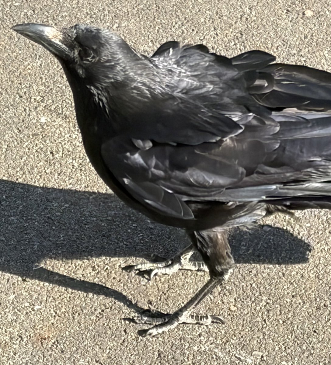 BromptonBunch's tweet image. Caught up with elegant lady Camilla. She was looking glossy as usual #Crows