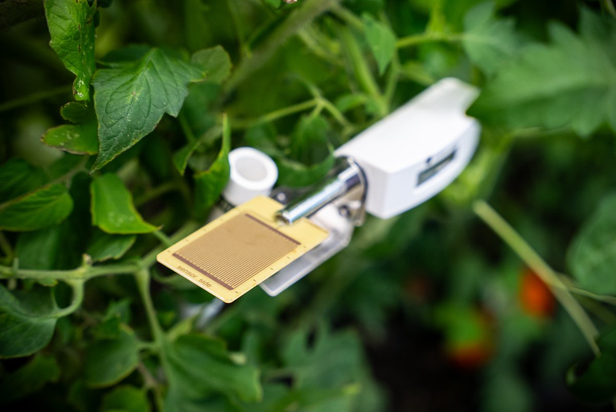ambientweather's tweet photo. The WH51LW Leaf Wetness Sensor helps you monitor moisture on your plants in real time—so you can better prevent disease, optimize watering, and grow with confidence.

https://t.co/3izBuilSiQ

#AmbientWeather #SmartGardening #LeafWetness #GardenTech #GrowSmarter https://t.co/NQ9ffk2VJr