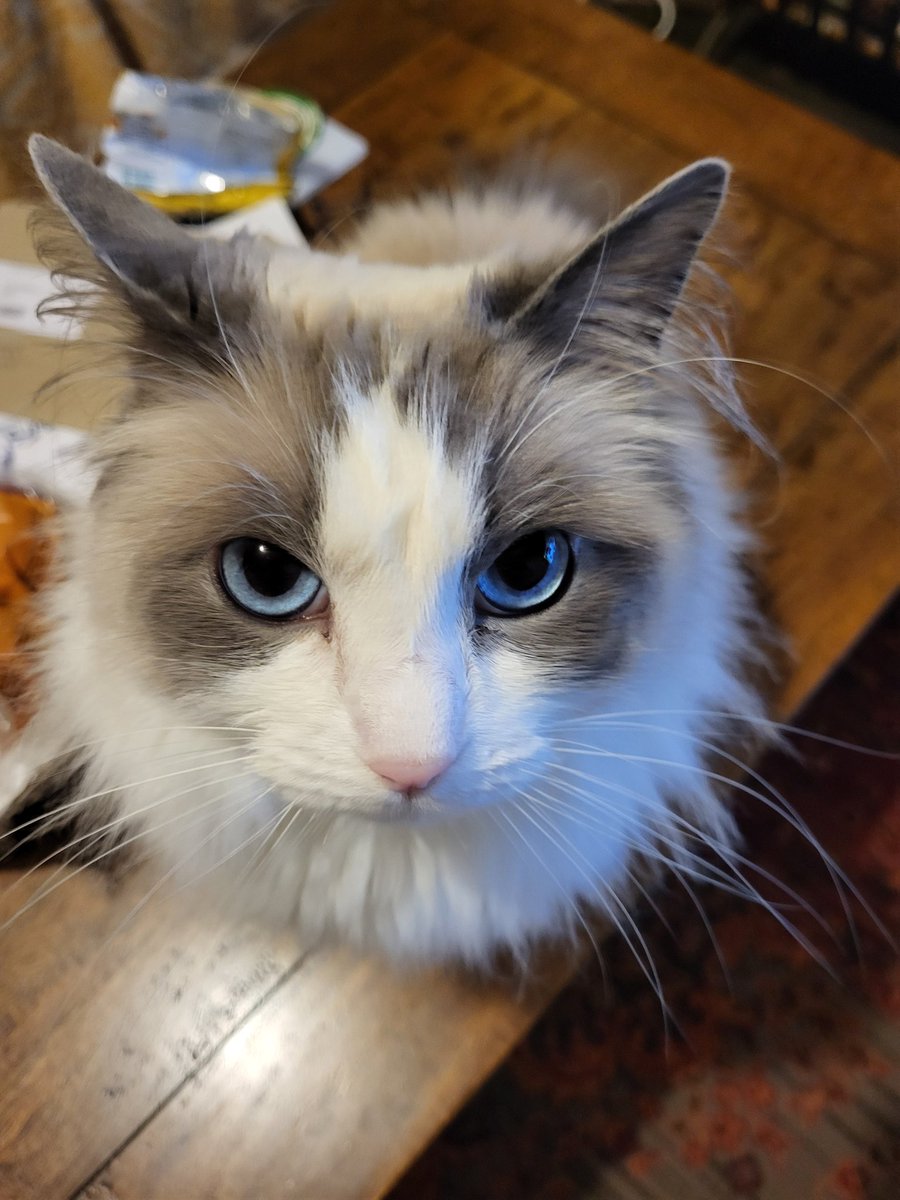 Amber | SFH era tweet media