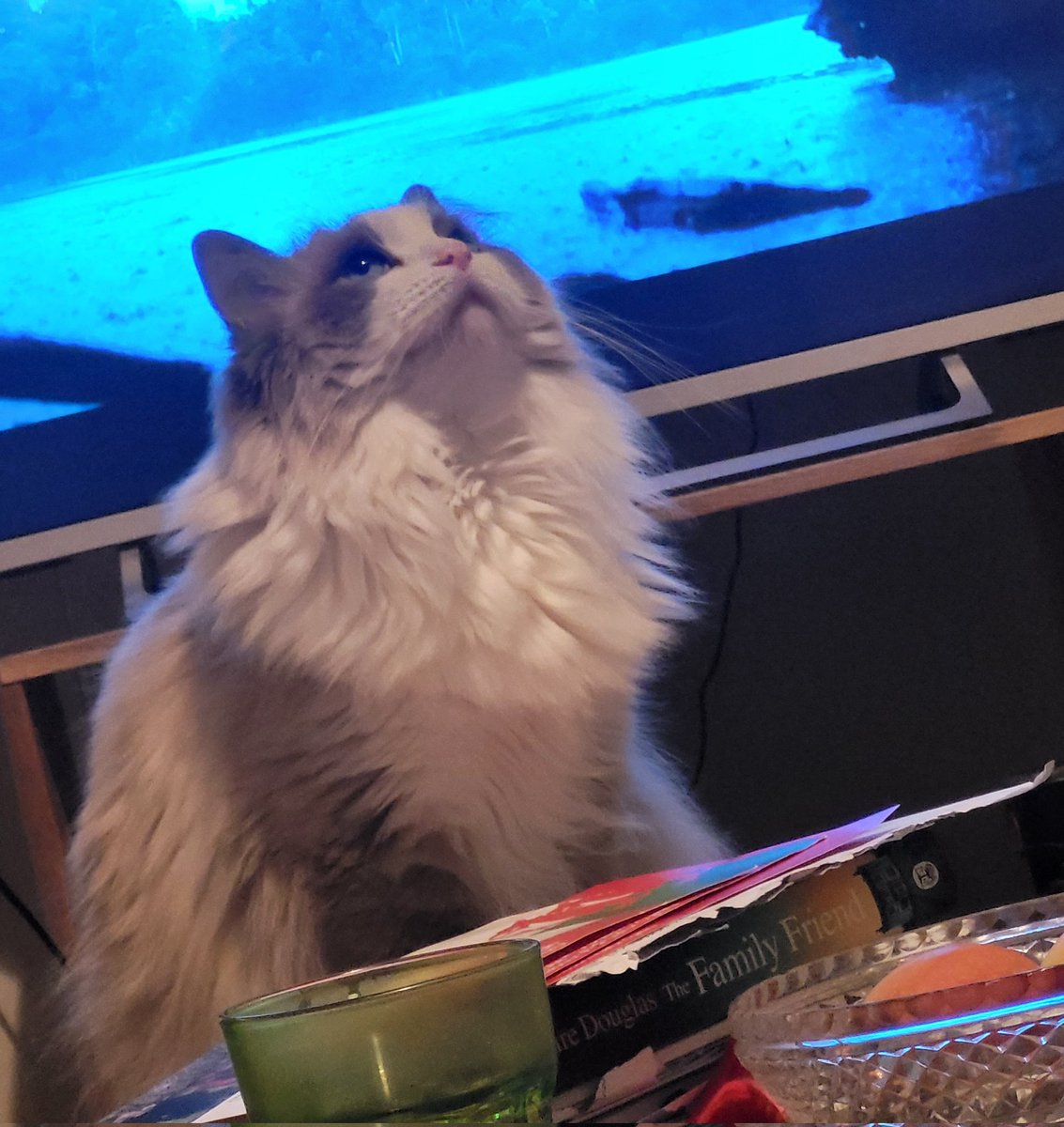 Amber | SFH era tweet media