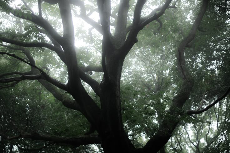 𝕰𝖑𝖊𝖒𝖒𝖎𝖗𝖊 tweet media