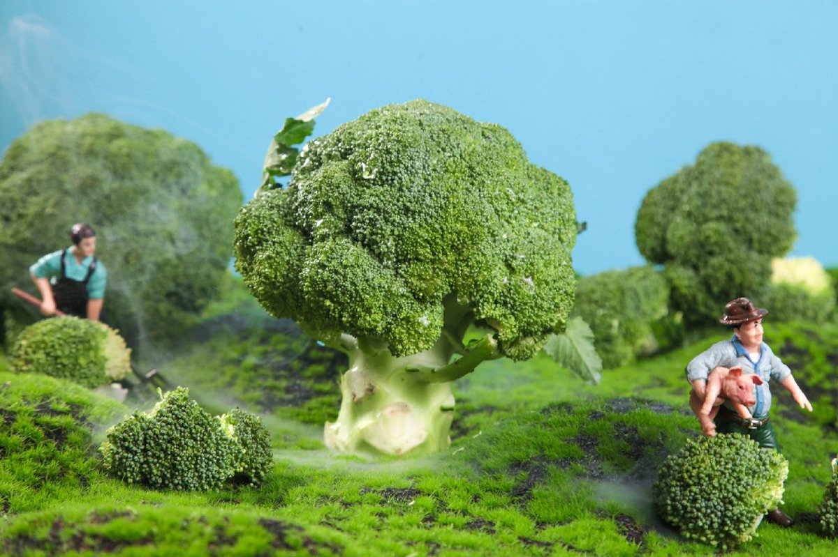 EnesKosar06's tweet photo. "Taste Test: Fresh vs. Frozen Broccoli!   Frozen: Crisp, no wilt, retains 90% vitamins (flash-frozen at peak!).  Fresh: Tender but spoils in 3 days.  Verdict: Frozen wins for convenience u0026 nutrition!  #CookingHacks #FoodReview" https://t.co/obazmPqRFT