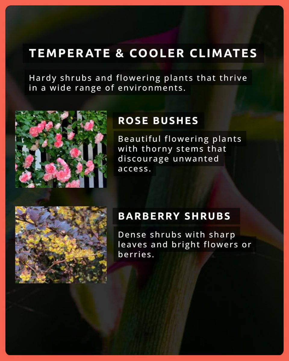 ASIS_Intl's tweet image. #Security and #sustainability can grow side by side.
See how plants can support #CPTED design this #EarthDay. 🌱

More insights like this are available to #ASIS members year-round.
bit.ly/3MPktZD