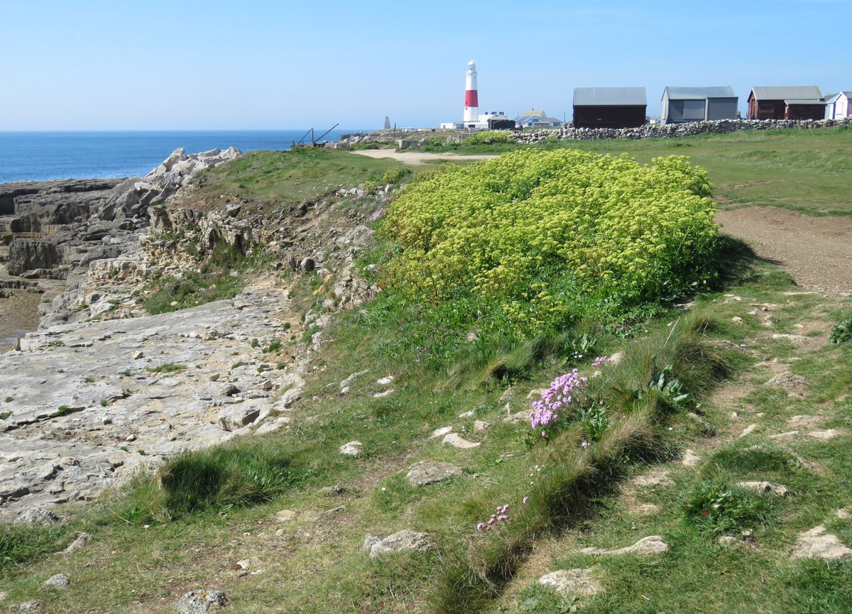 Steven Falk tweet media