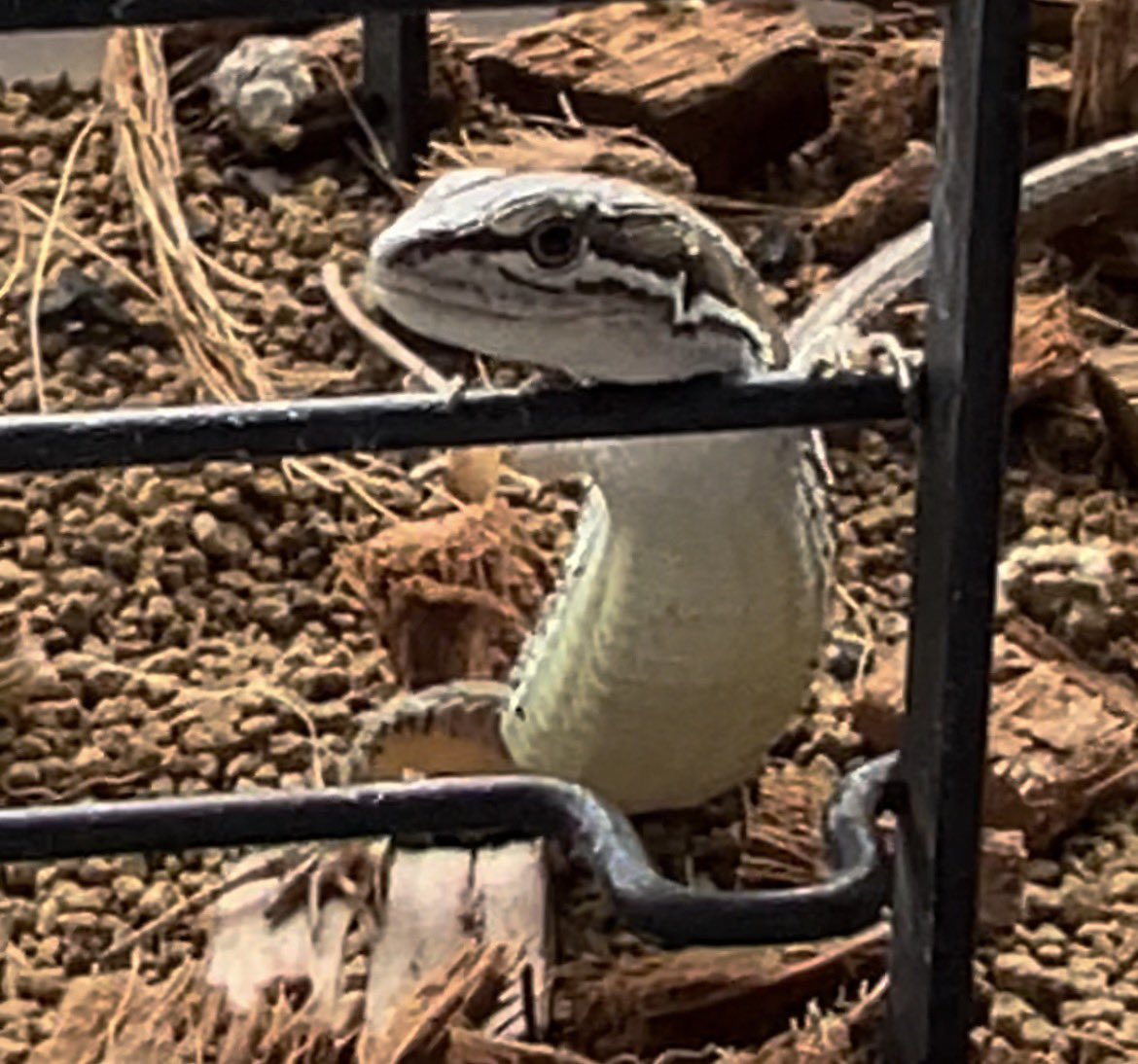 おはティガブロギオス٩( 'ω' )و 
昨日は配信休みだったのでカナヘビチーズ貼っとく💪

デジモンが楽しくておもろくてw
今は週一で夜固定だけども数増やしたり、内容際どいけどいつもの夕方の時間とかもやりてえええヾ(:3ﾉｼヾ)ﾉｼ
今回は完走してみせマッチョ💪

今日も配信休みダぁぁ💪(´༎ຶོρ༎ຶོ`)