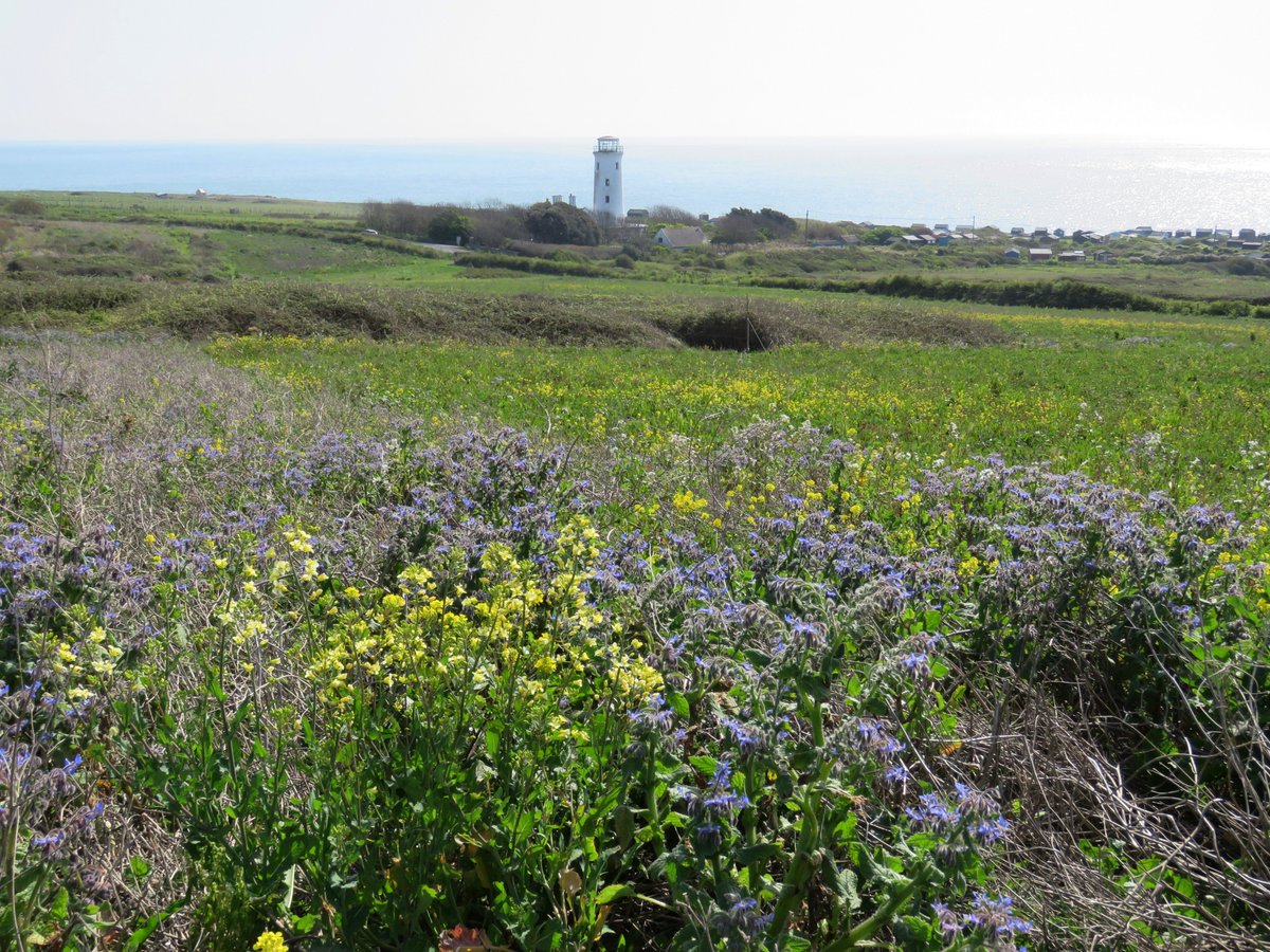 Steven Falk tweet media