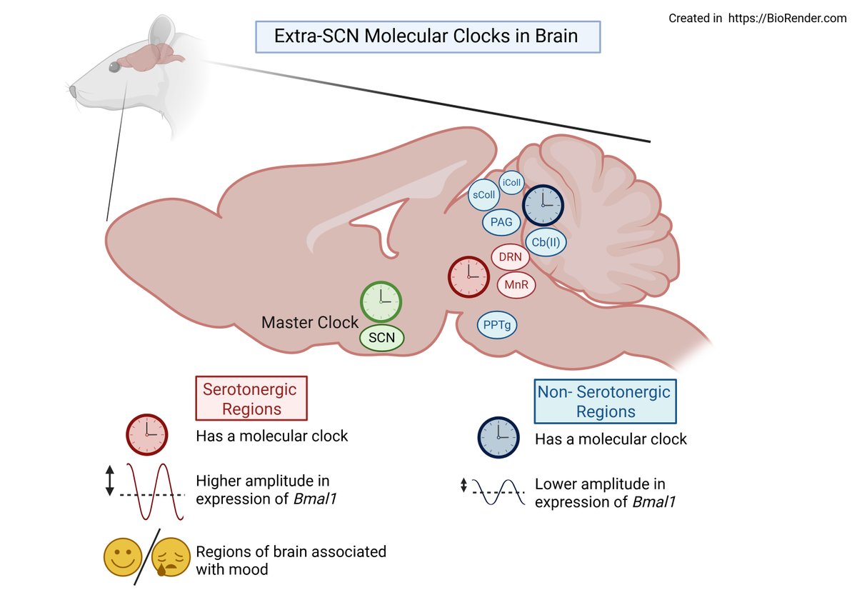Society for Research on Biological Rhythms tweet media