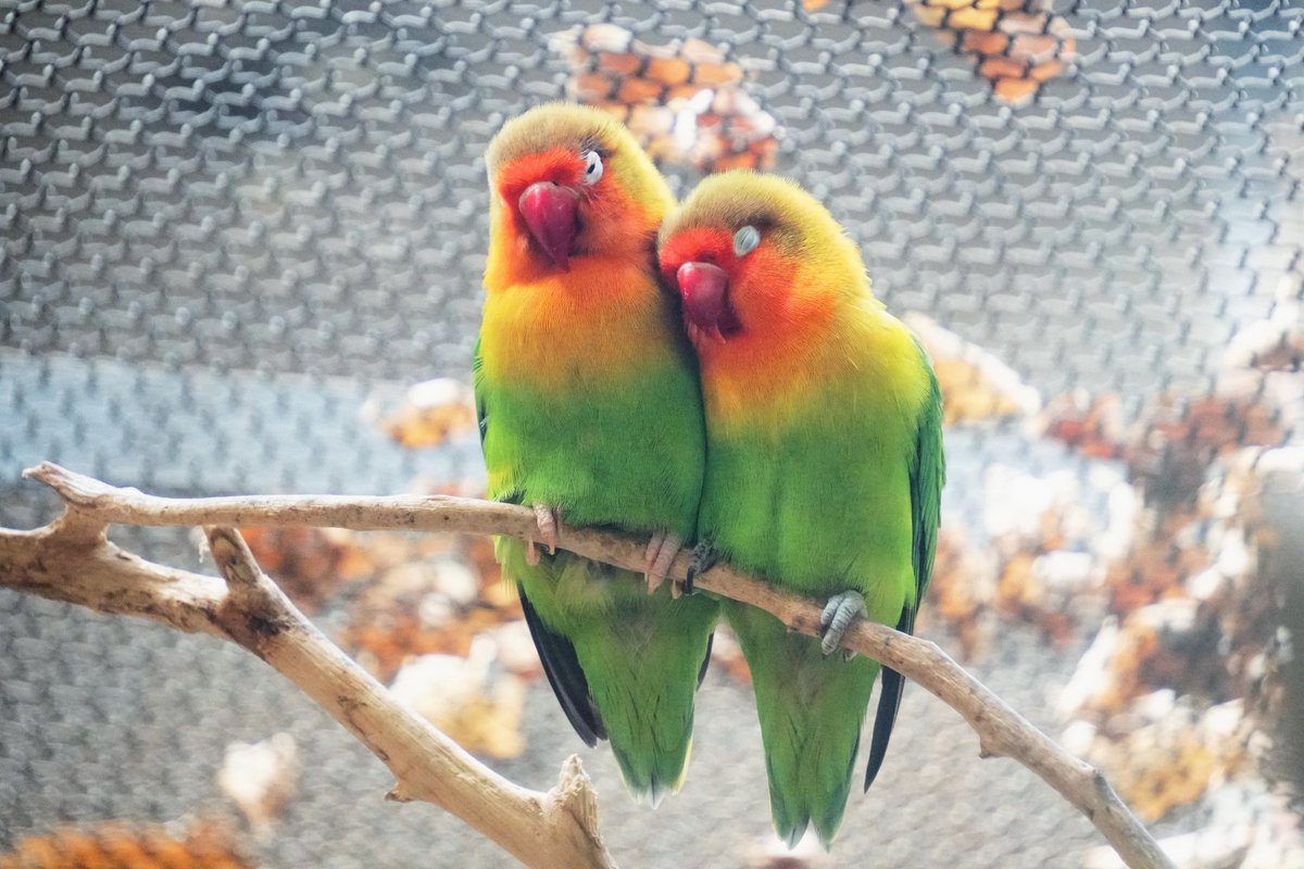 ウクモリヒロオ公式 tweet media