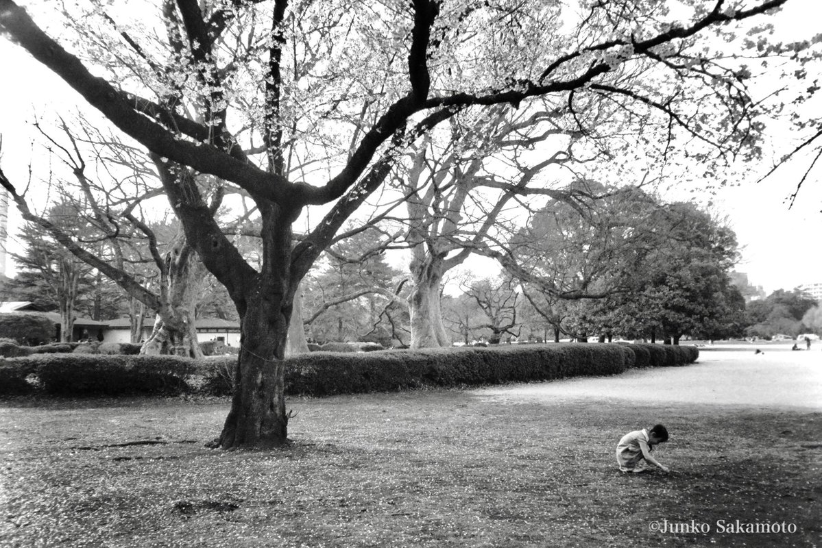 lenfant_'s tweet image. SAKURA
#filmphotography 
#monochrome
