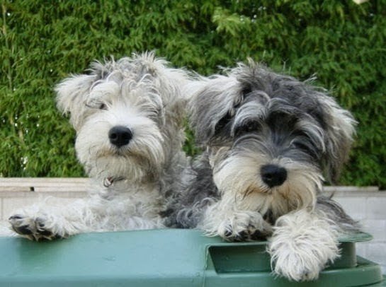 2DogsCandies's tweet image. 💕🐾 My cutest wee babies KiKi and FinFin in 2008 🐾💕

#SchnauzerGang

#SchnauzerTwins 

#CookieAndMuffin

#ForeverLoved