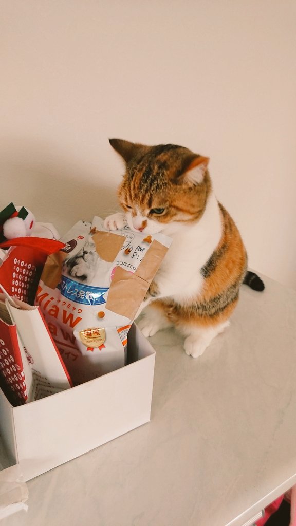 chichinanko保護猫を家族に🌿里親詐欺・虐待から動物たちを守りたい tweet media