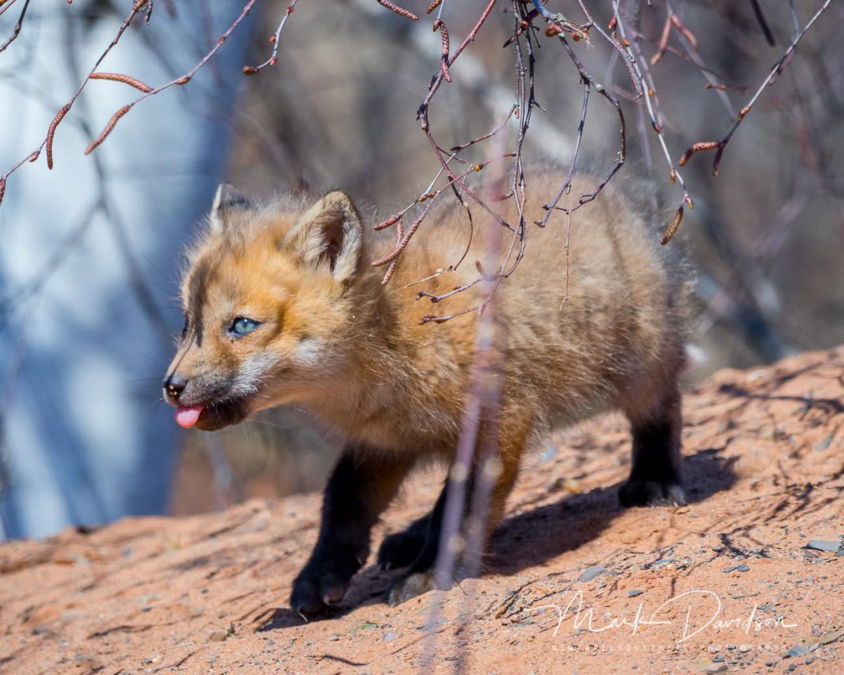 Newtrailss's tweet image. Every once in a while my camera finds something totally unexpected… Here is one for the cuteness award.. on a sunny but cold day here in Nova Scotia #ShareYourWeather #wildlife #fox #curious 
@weathernetwork  @KMacTWN @NateTWN @MurphTWN  @RachelSchoutsen  @ChristinaBehme4