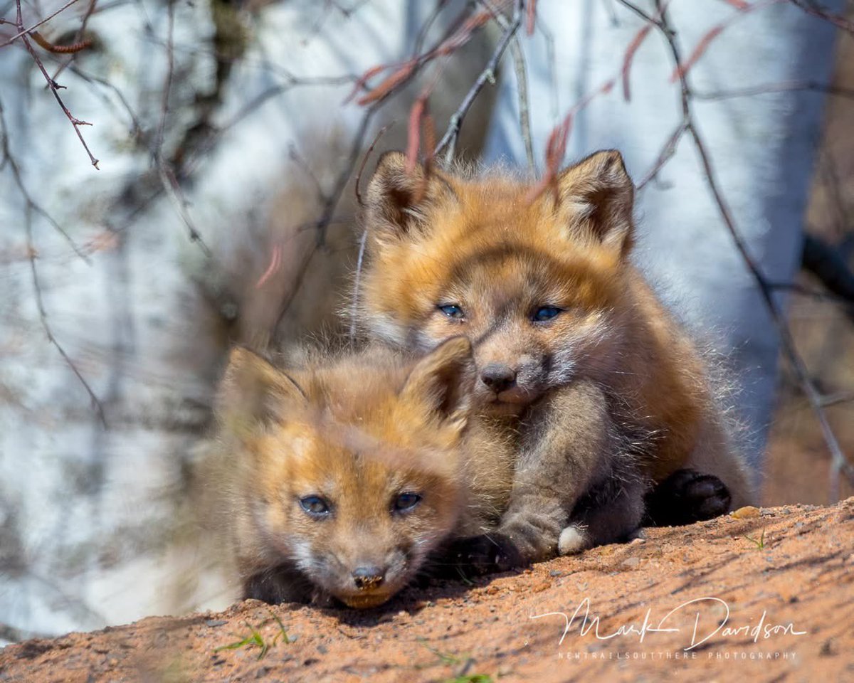 Newtrailss's tweet image. Every once in a while my camera finds something totally unexpected… Here is one for the cuteness award.. on a sunny but cold day here in Nova Scotia #ShareYourWeather #wildlife #fox #curious 
@weathernetwork  @KMacTWN @NateTWN @MurphTWN  @RachelSchoutsen  @ChristinaBehme4