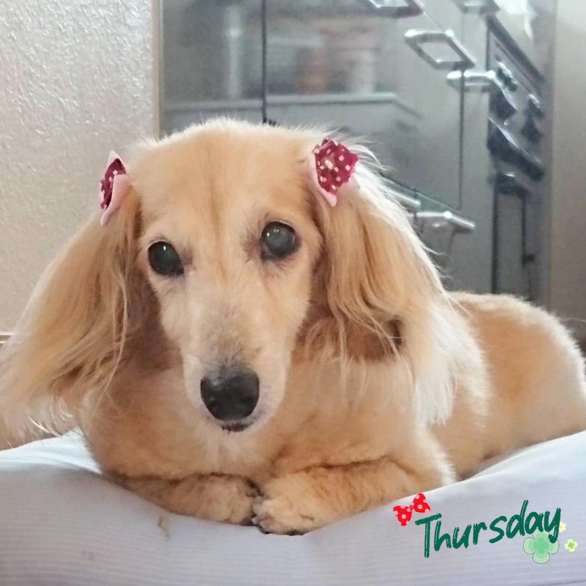 リボン tweet media