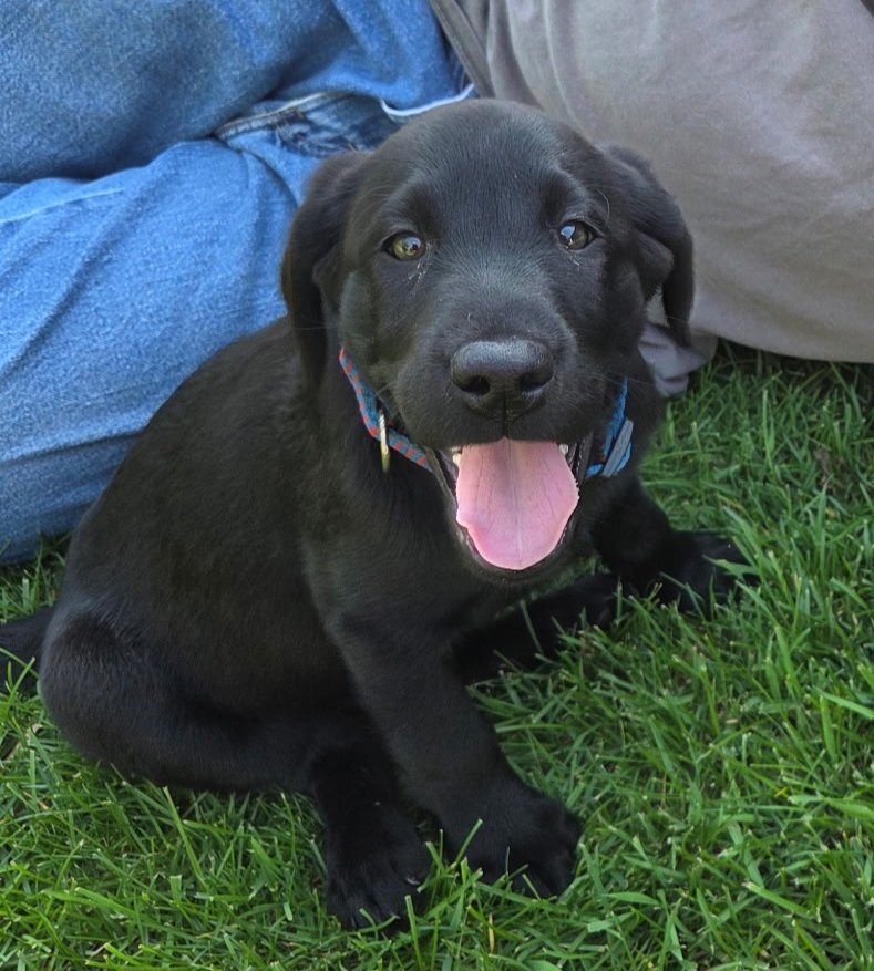 LisaHawkFan tweet media