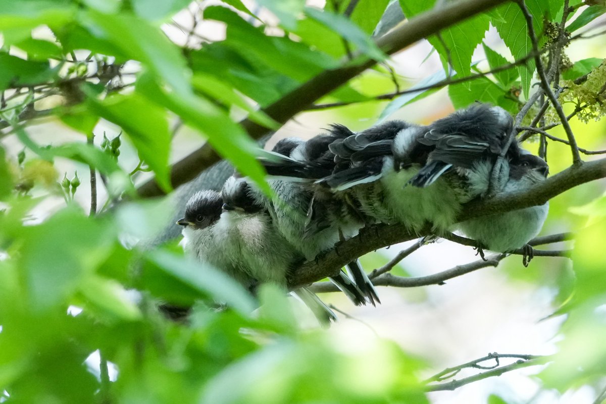 k-ji@続！鳥展公式トリバサダー tweet media