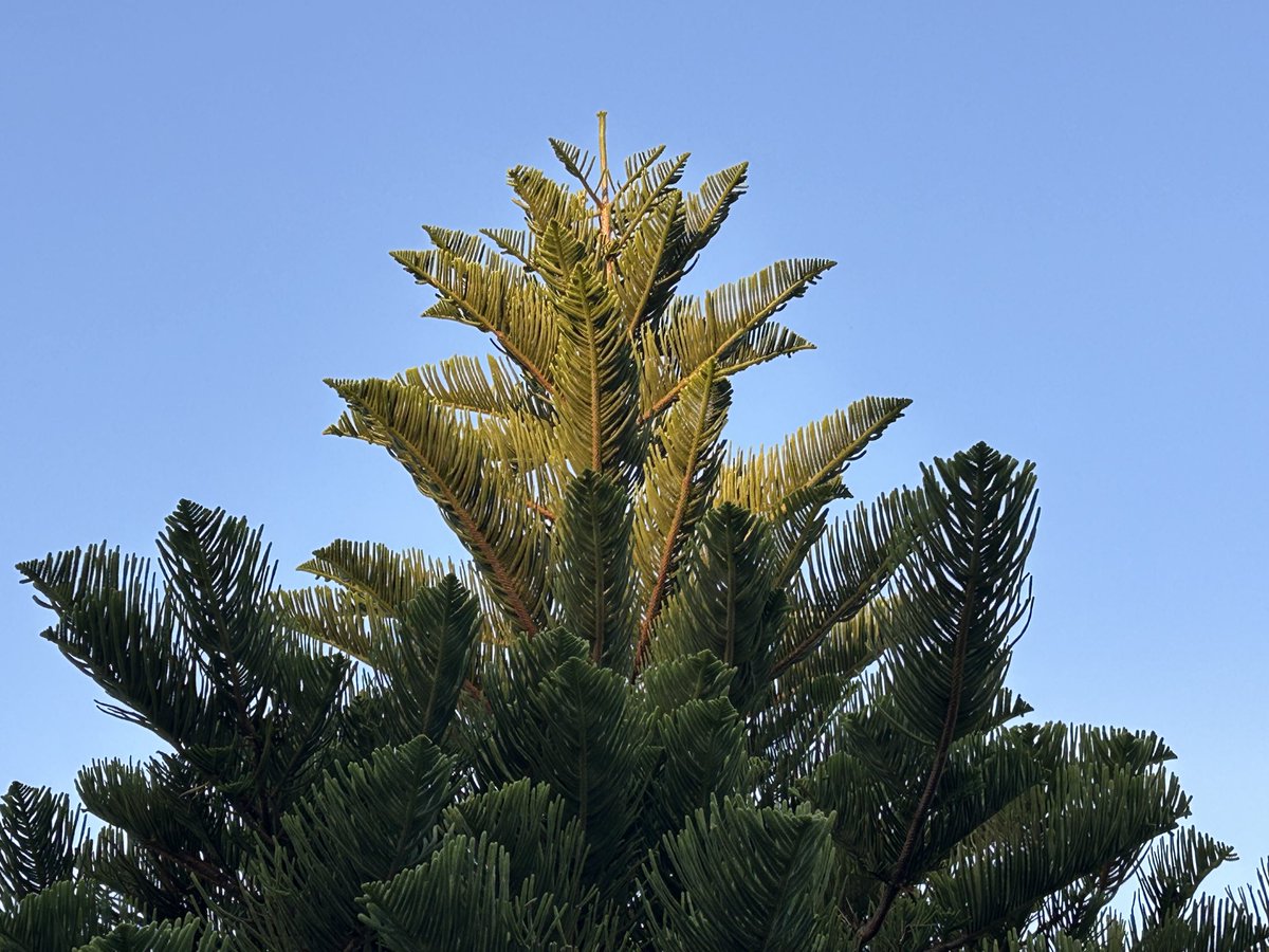 jess_marnich's tweet image. ¡Buenos días! A slow recovery morn in the cold shallows for me, after tennis comp last night.

Wonderful to be surrounded by women who are so deeply engaged with their own health. 
#SelfCare #WomenInSport
#MelbsWest