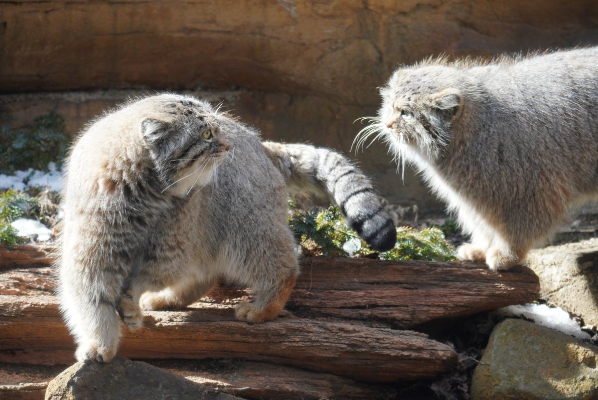 そらまめきなこ tweet media