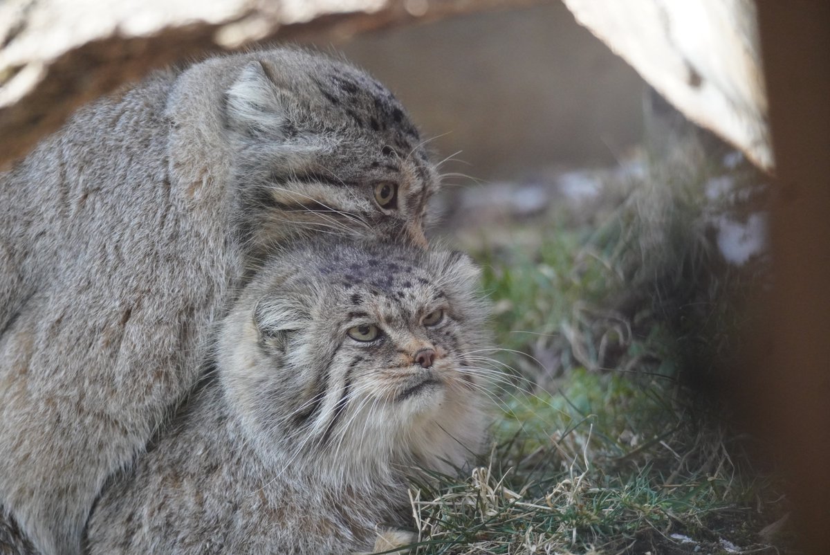 そらまめきなこ tweet media