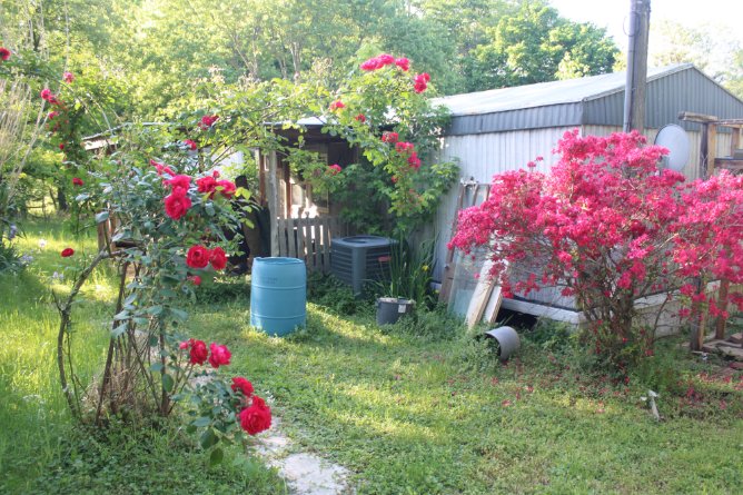 docsanderson's tweet image. #Scientists #Carpenter #RestorationProject #Garden #EarthDay #Wolves #Mates @HeartsofHeroes_ @danpeckwx @NatGeo - @Nature Mags Mwah  Lizzie Mwah- Beautifuls wanted to show you, sisters garden has food growing #Corn 1st time since she past away its very spiritual Mwah Serene Lelon