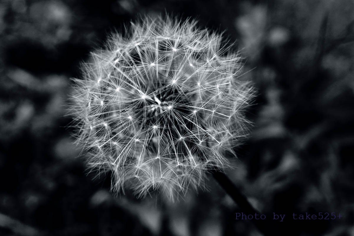 take525_'s tweet image. #TLを花でいっぱいにしよう
#monochrome

Cool＆Warm

モノクロ写真
実際にプリントをやったことのある方は
ご存じかと思うが
「冷黒調」「温黒調」「純黒調」など
「黒」にも種類がある