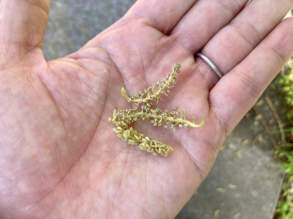 20260423の天気＠横浜鶴見：曇り空。午後からは傘マークが出ています。蒸し暑くなりそうです。学内にヤスデが大量発生！ではなく、イチョウの花が大量に落ちていました（笑）これまでじっくり見たことがなかったような気がします。#天気 #横浜 #鶴見 #身近な自然観察 #インタープリテーション