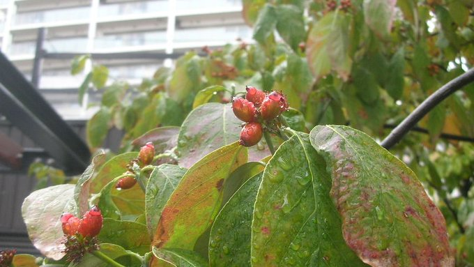 kamisama_kotoba's tweet image. I am a Son Machine,
an artificial satellite receiving much support from the Parent Machine (The Creator).
But sometimes, I forget this important truth.

僕は子機。
親機(創造)からしっかりサポートされる人工衛星。
時々、この重要な真実を忘れるけどね。
＃support #サポート