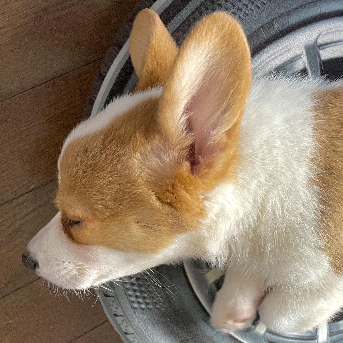 Goran Raskovic tweet media