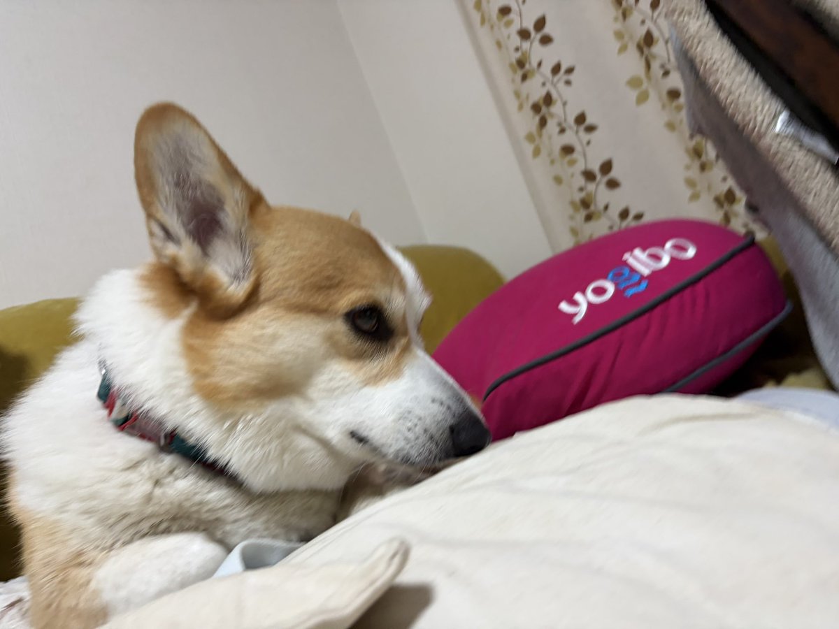 桃たろー🍑小平コギ tweet media