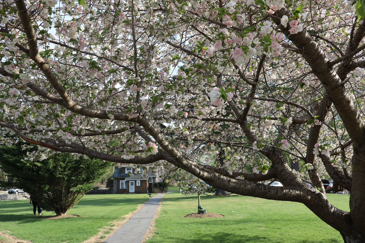 Maria Regina is in full bloom!💐  Visit our beautiful campus on May 13th from 6:00 pm - 7:30 pm to explore our school and learn more about our Tiger community. #HappyEarthDay