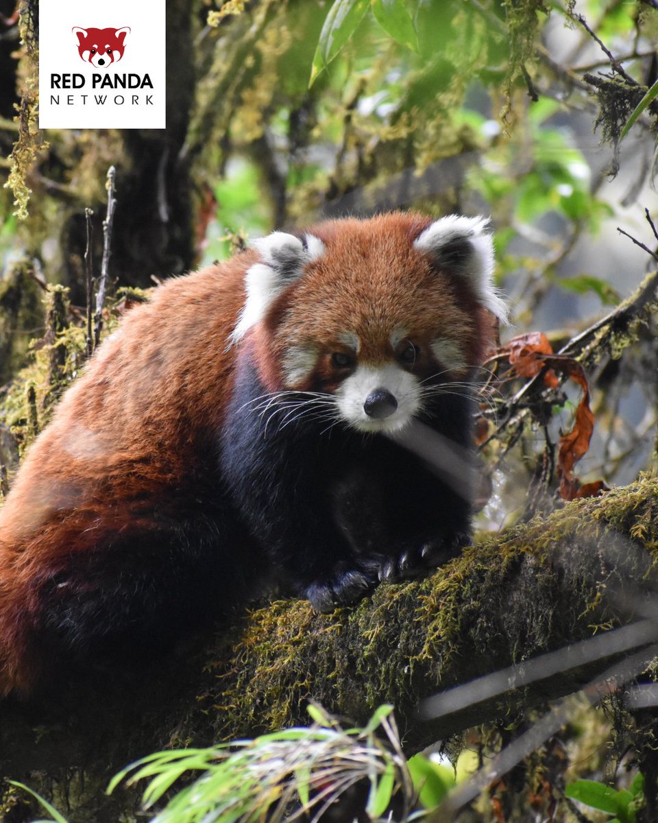 Red Panda Network tweet media