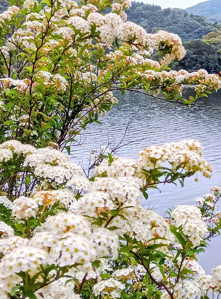 みやちん tweet media