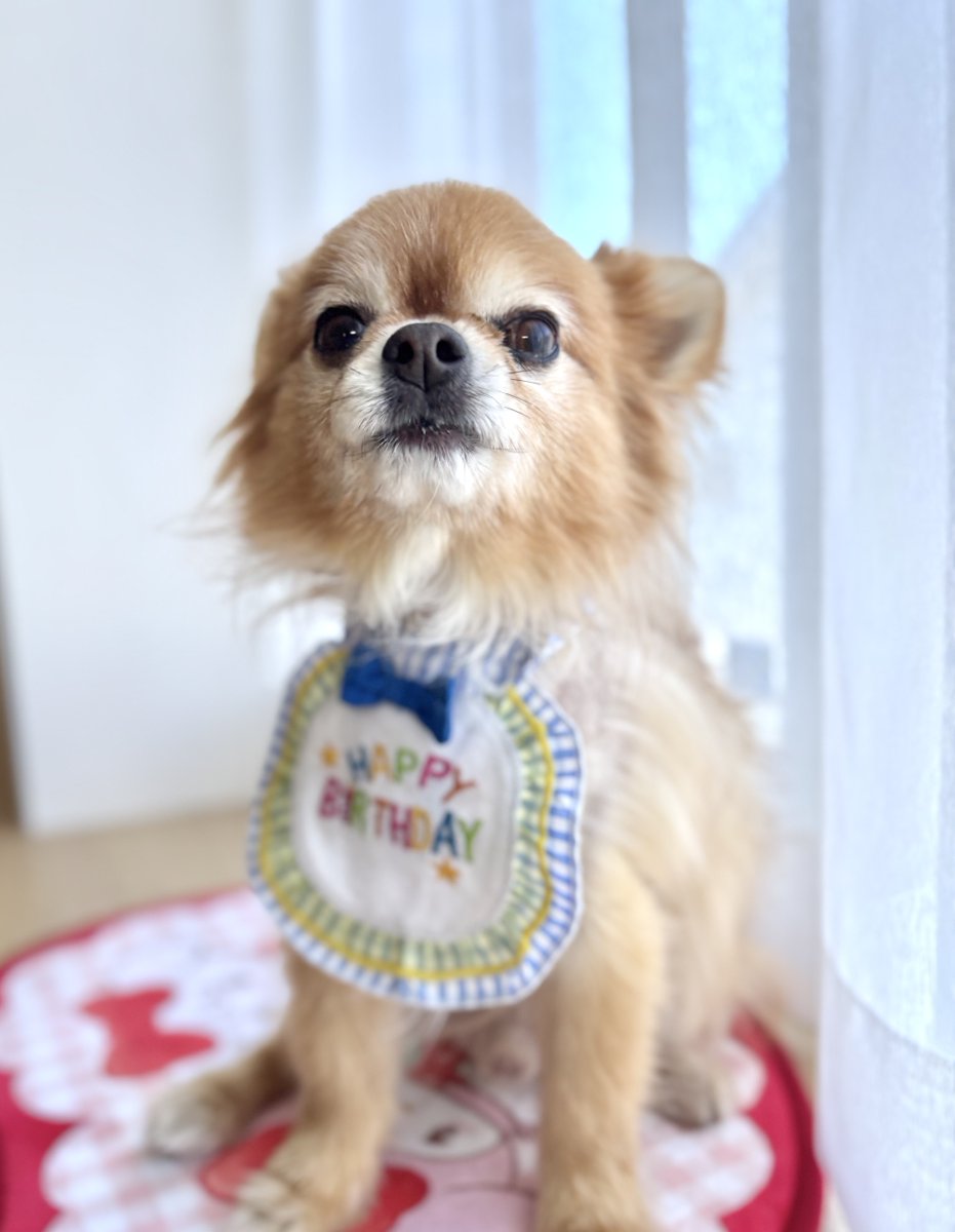 チワワのちょことオレオ tweet media