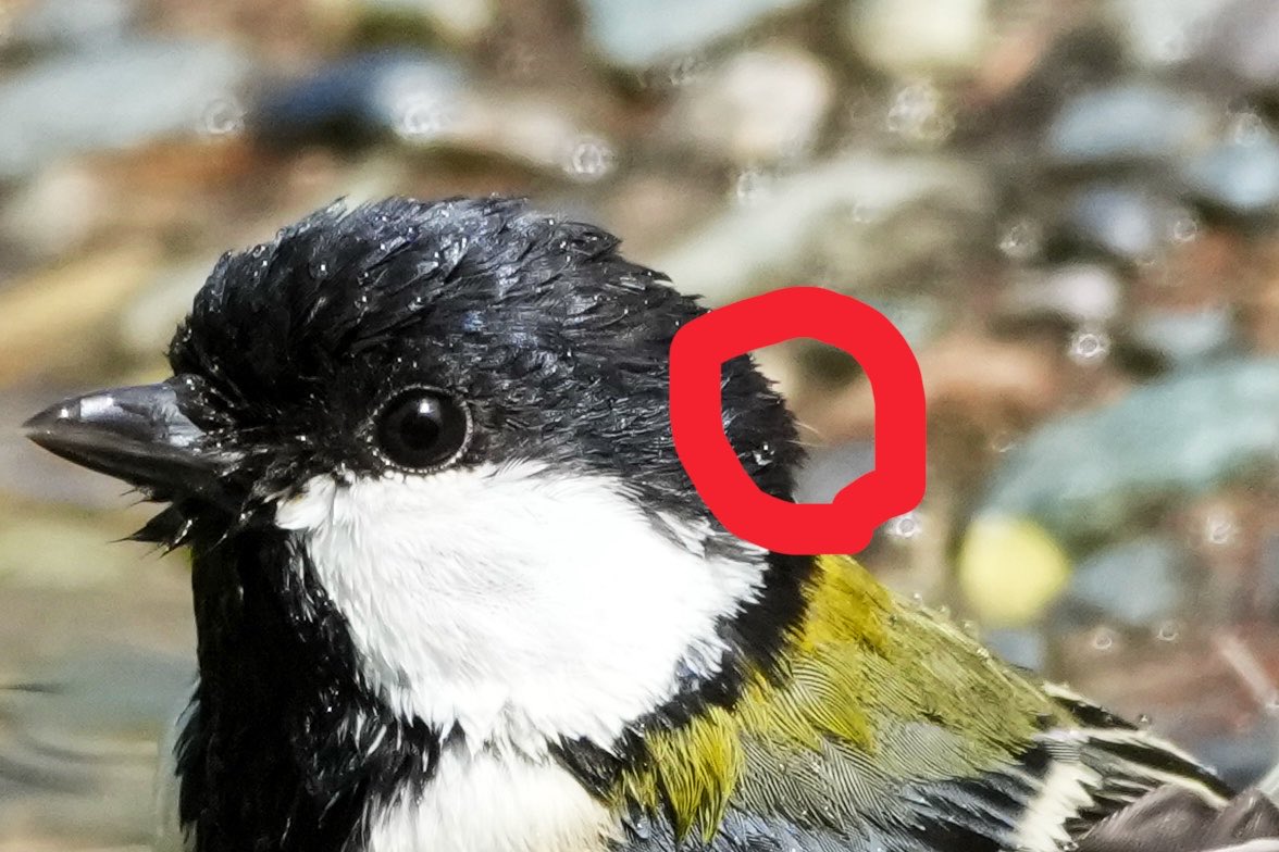 k-ji@続！鳥展公式トリバサダー tweet media