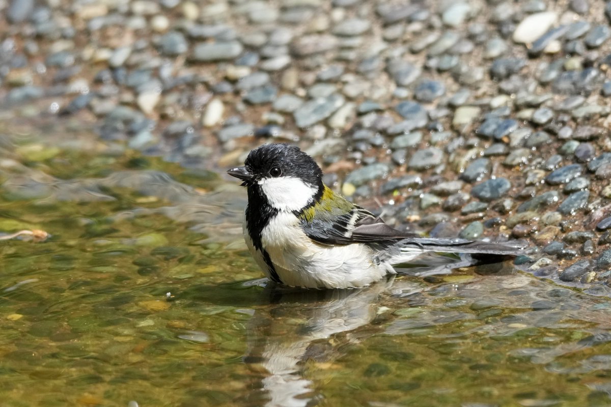 k-ji@続！鳥展公式トリバサダー tweet media