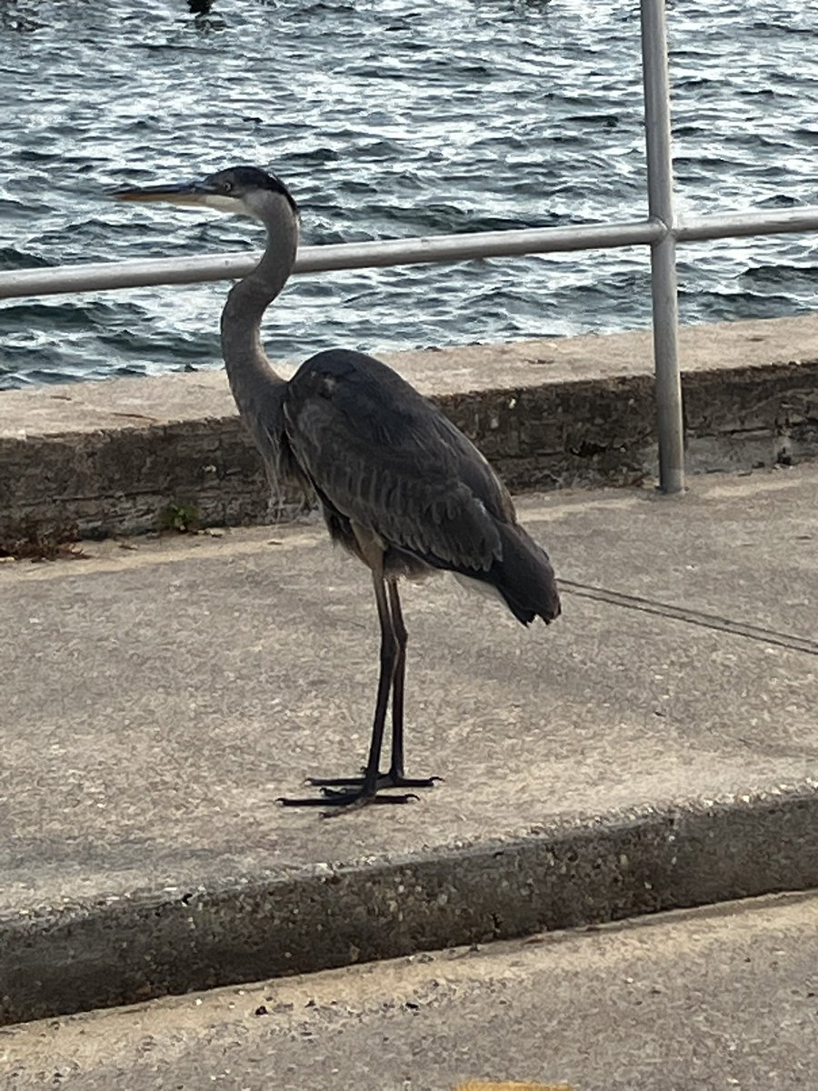 A_Username (Fun Police Arc ) tweet media