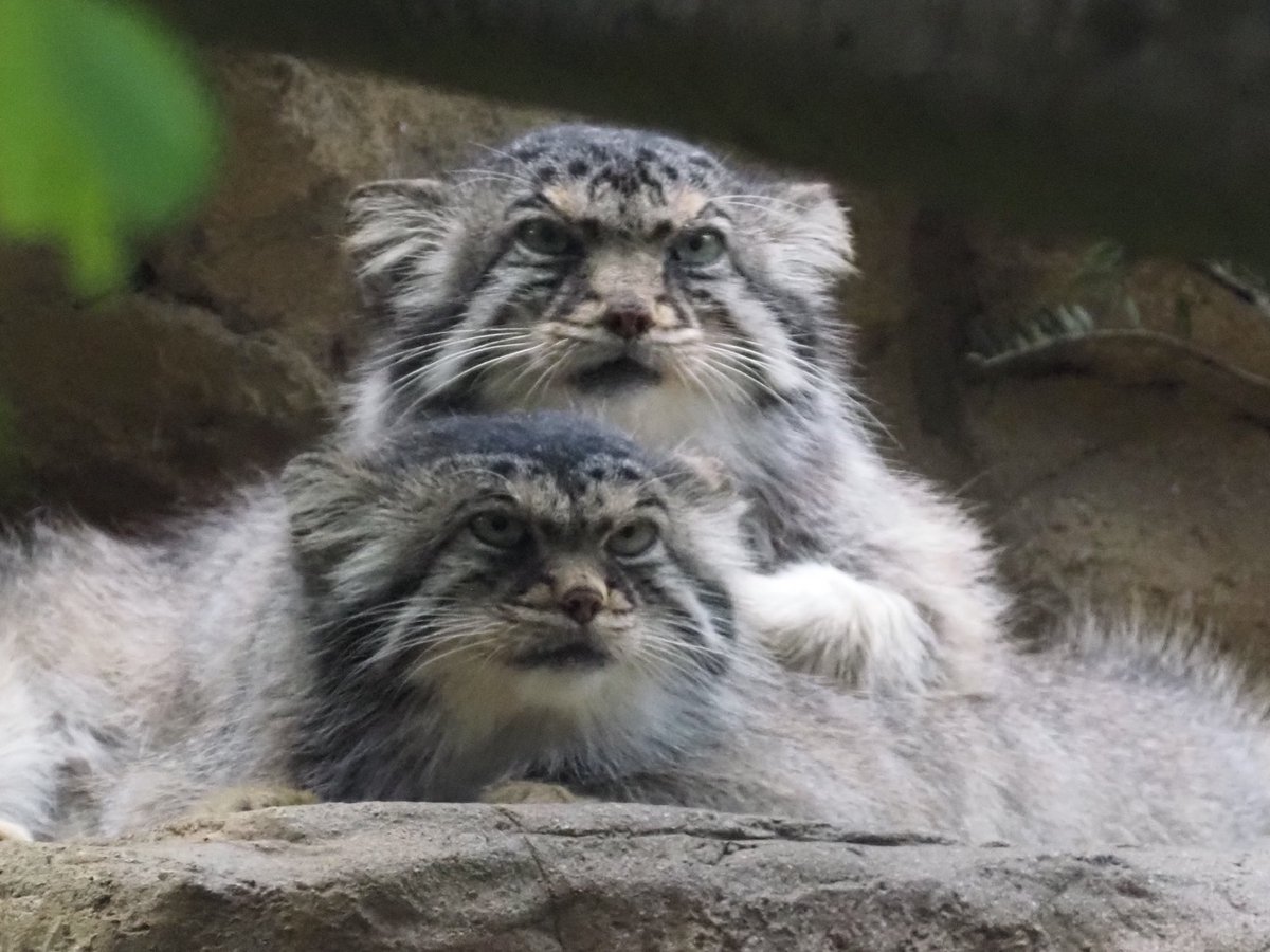 りくら tweet media