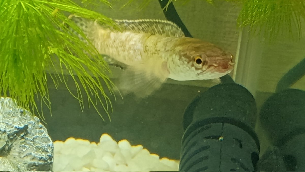 へらぱ tweet media