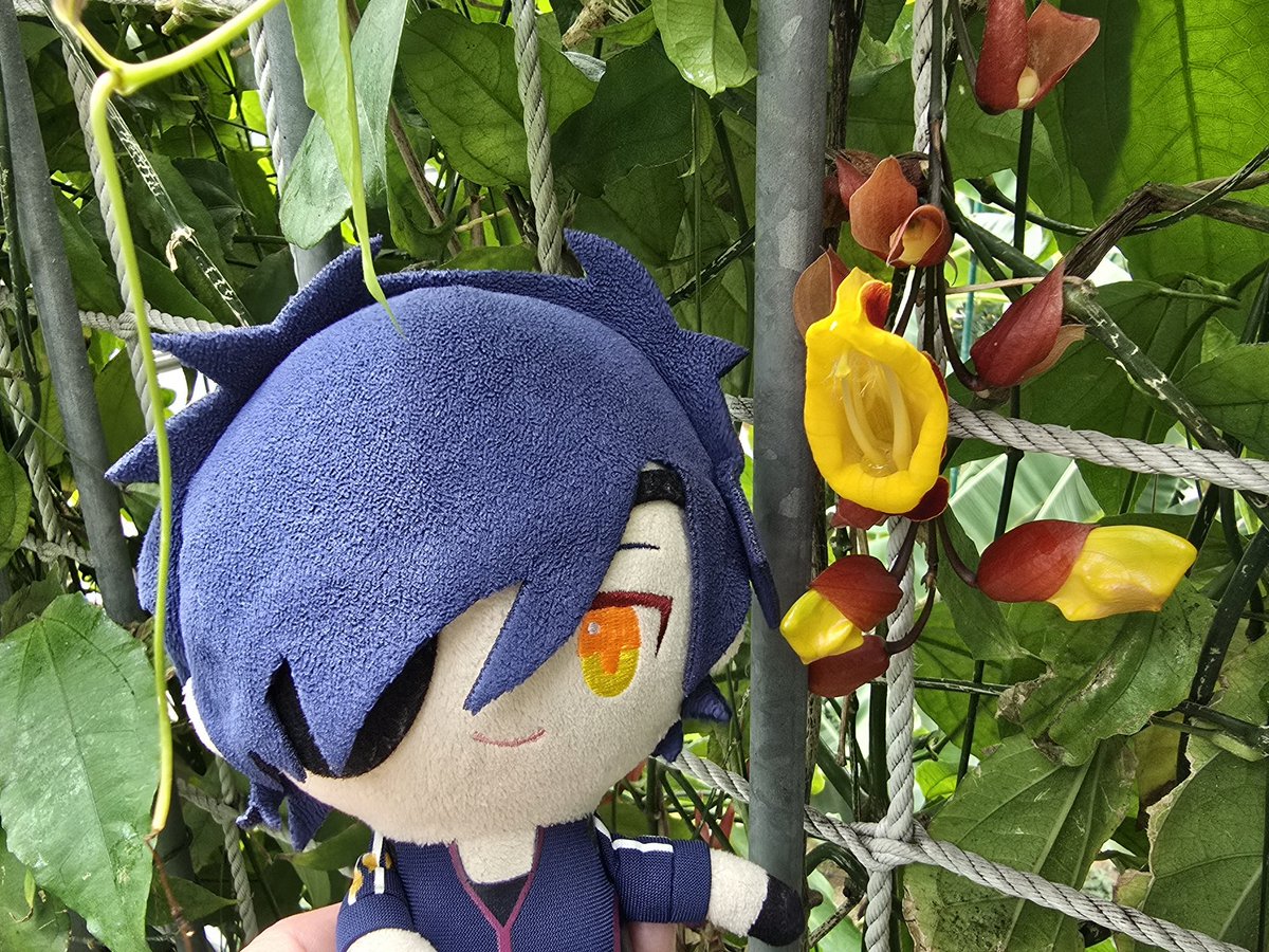 ばあ！すわ
たべられちゃいそうな、おはなすわ
#すわすわさんぽ