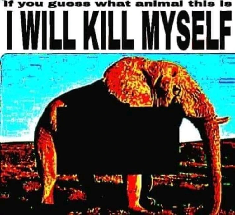 Danelle balling 🇹🇷 tweet media