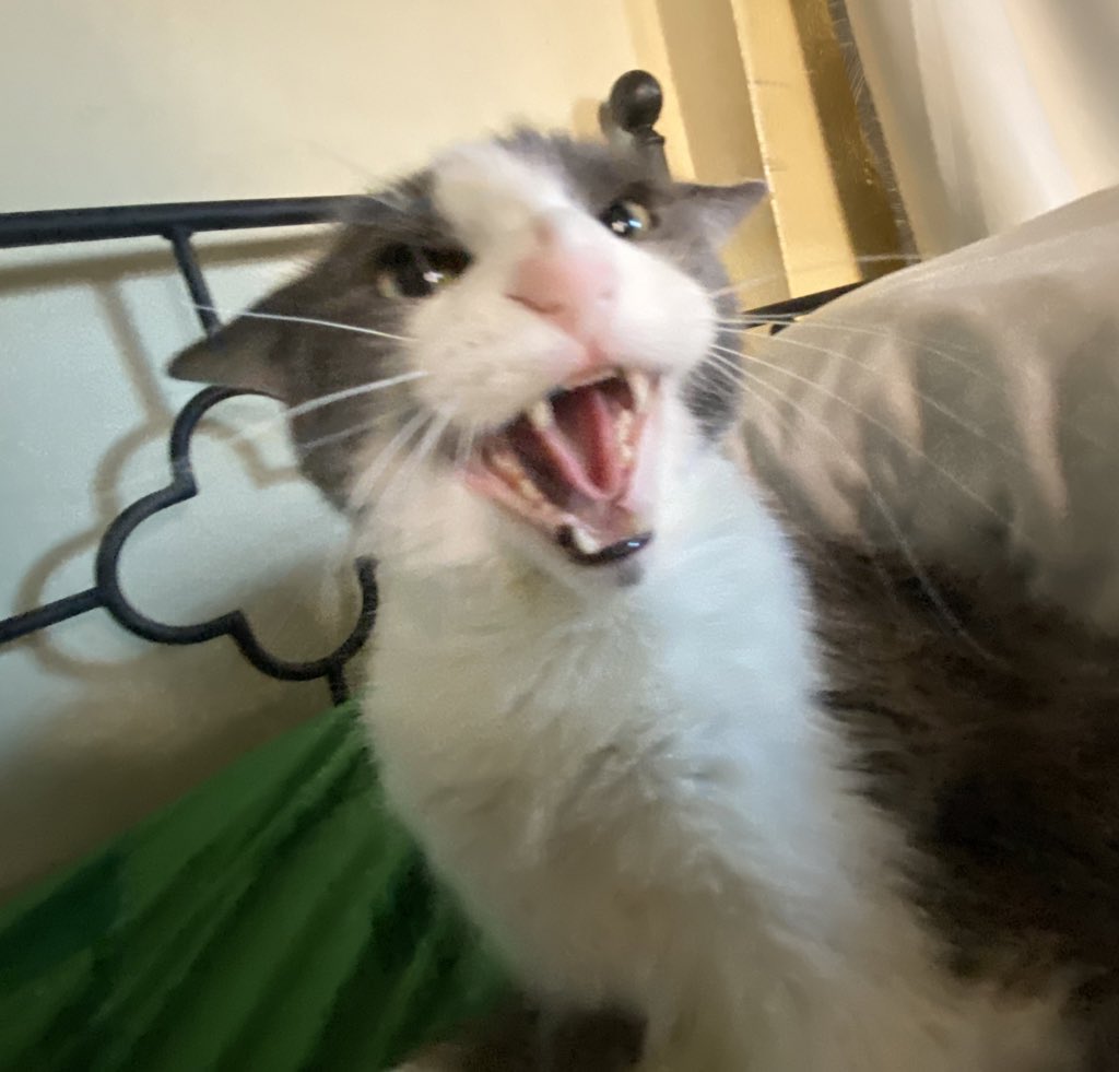 tri-hourly shark tweet media