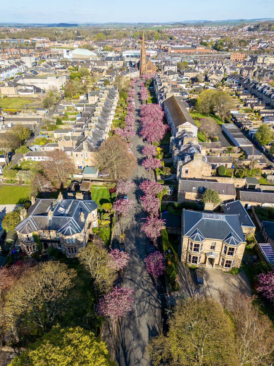 KB_Photos07's tweet image. Cherry Blossom trees lined up at Park Circus, Ayr 

#Ayr #cherryblossom #cherryblossomseason #cherryblossomtree #scotland