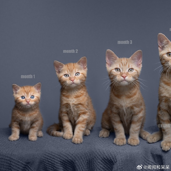 Renato Oliveira tweet media