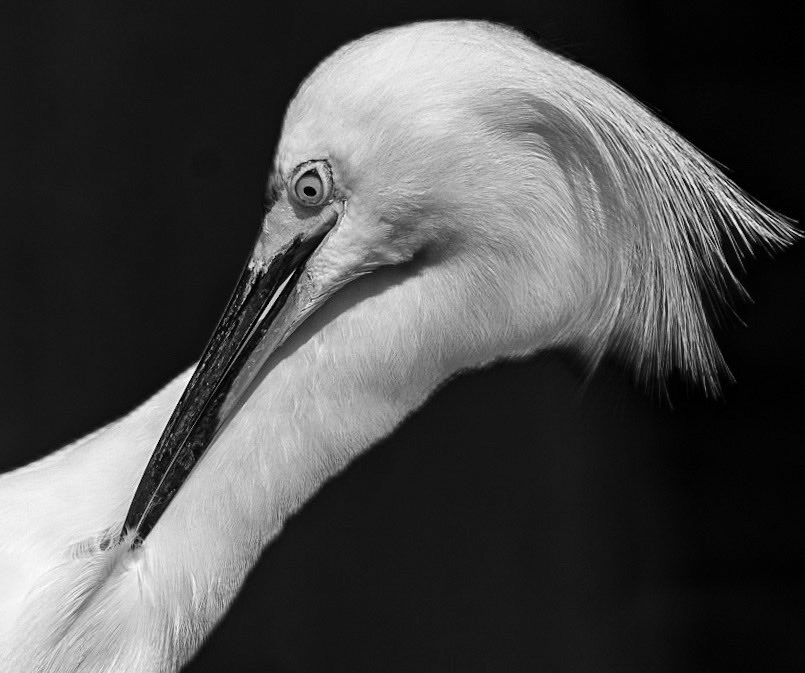 cab1998's tweet image. Happy Earth Day #birds #egrets #birdcpp