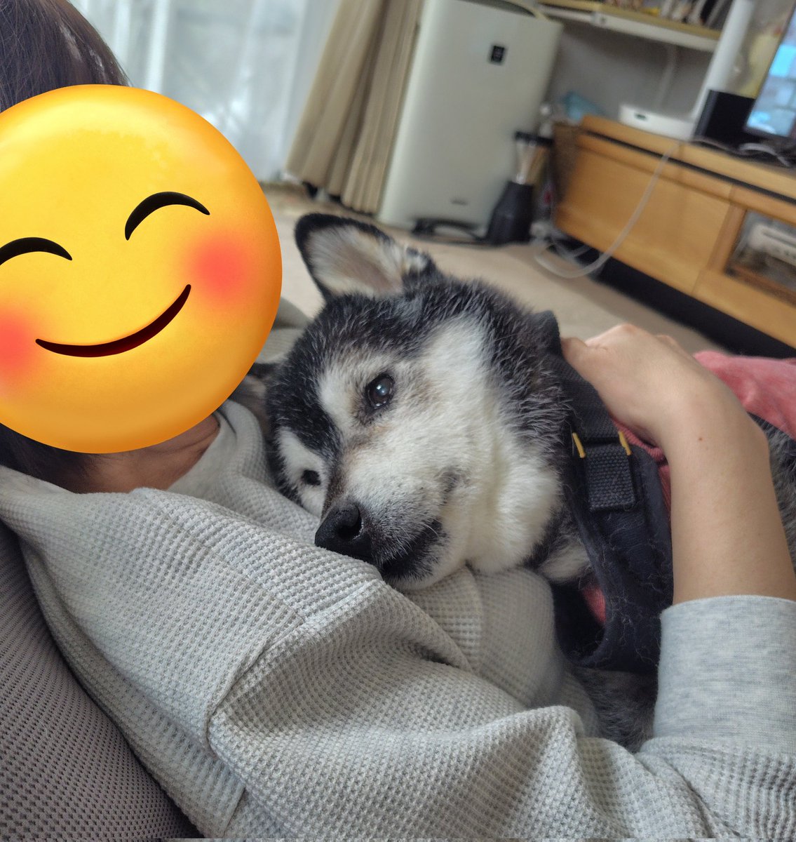 柴わん子と私 tweet media