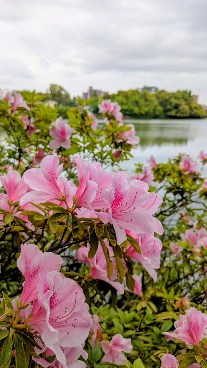 ふかさわ葵＠奈良LOVE都民 tweet media