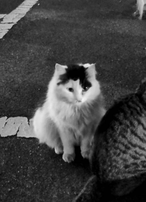 ひかゆう tweet media