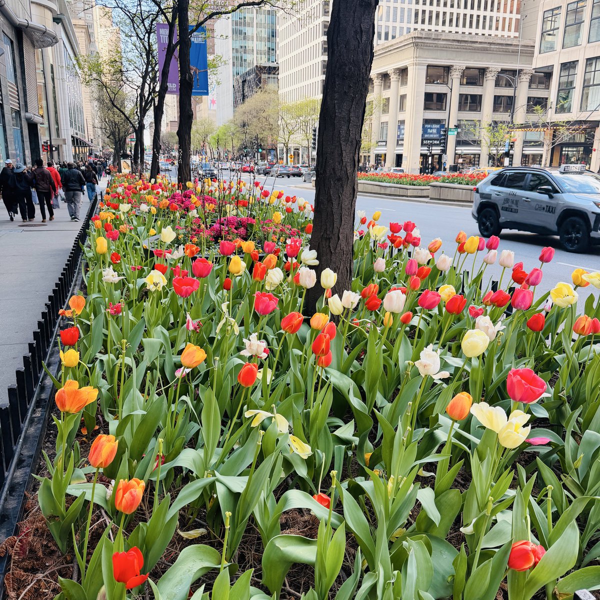 ash97tx's tweet photo. oh Chicago spring you beauty !! https://t.co/izdHh3Ushr