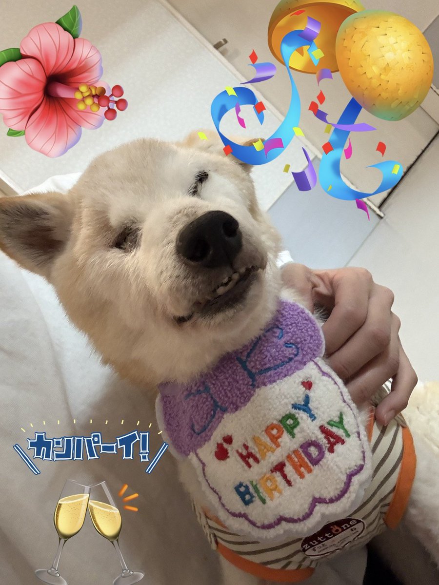 老犬介護ホームろうたす tweet media