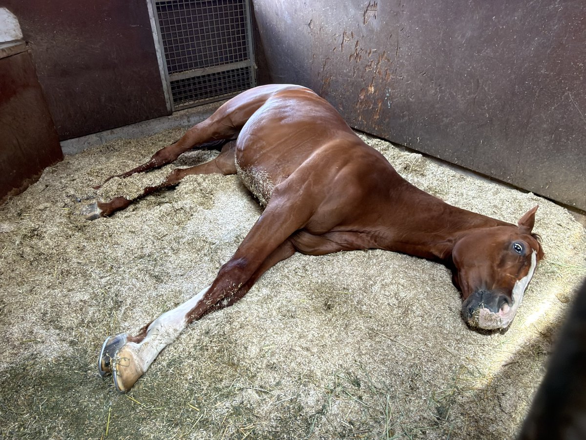 ロドクロ欲しい🎈🐴 tweet media